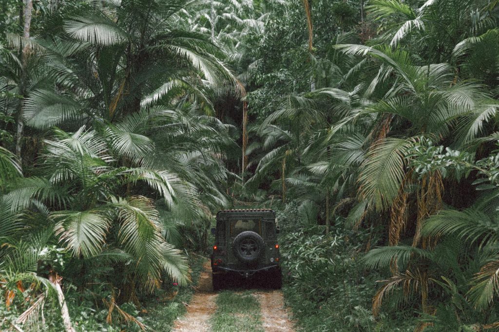 jeep driving through jungle