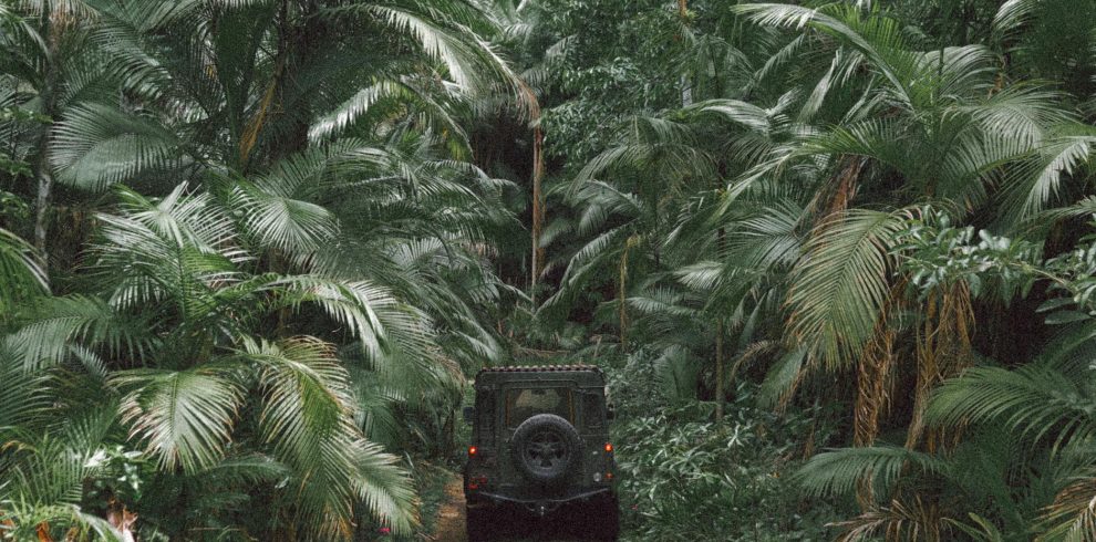 jeep driving through jungle