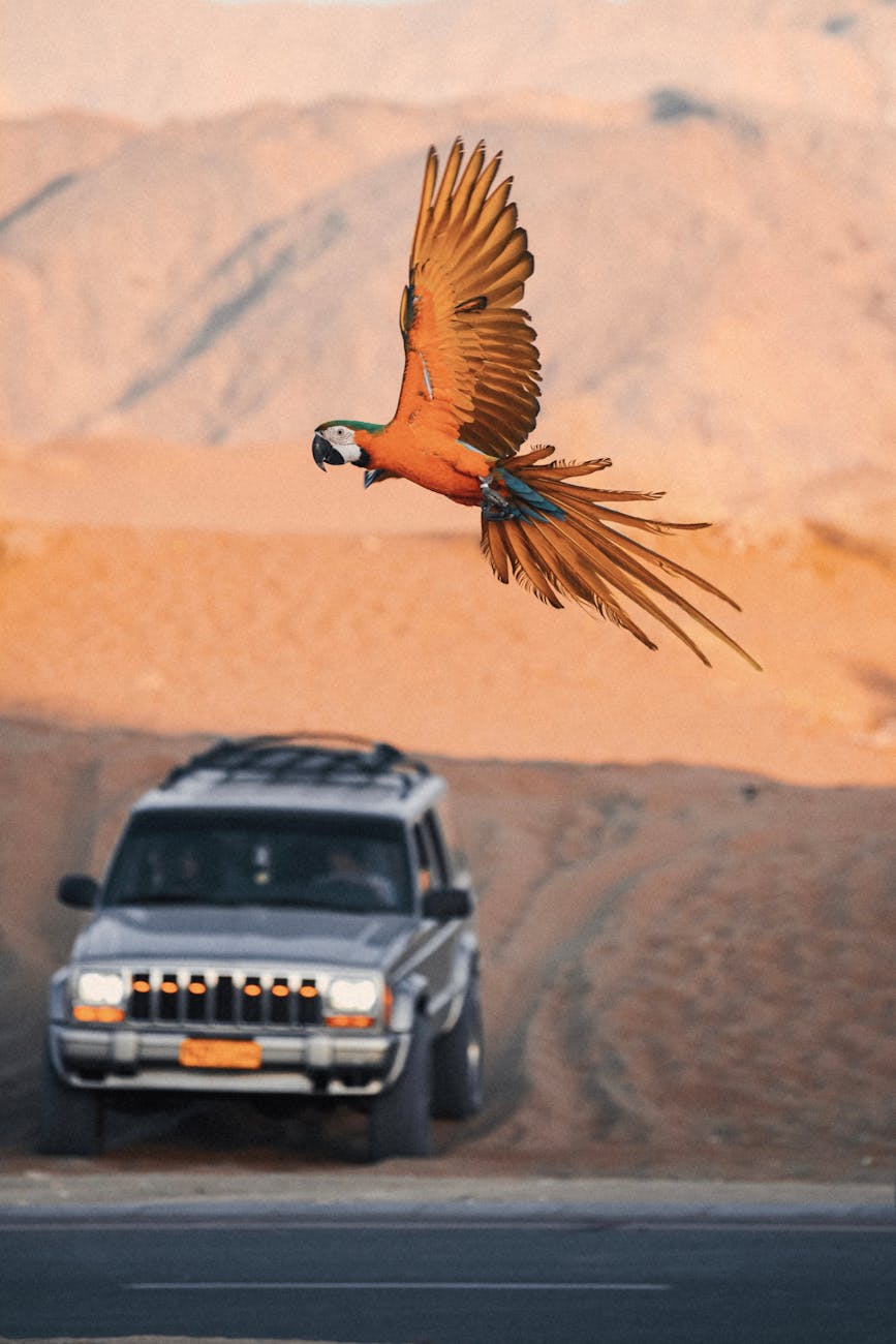 vibrant macaw flying over desert landscape