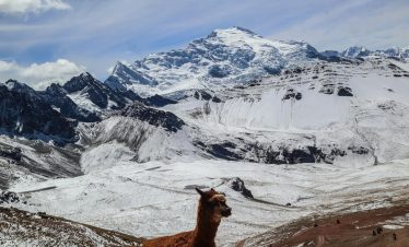 majestic andes mountains with llama