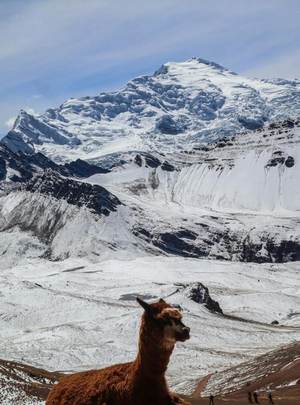 majestic andes mountains with llama