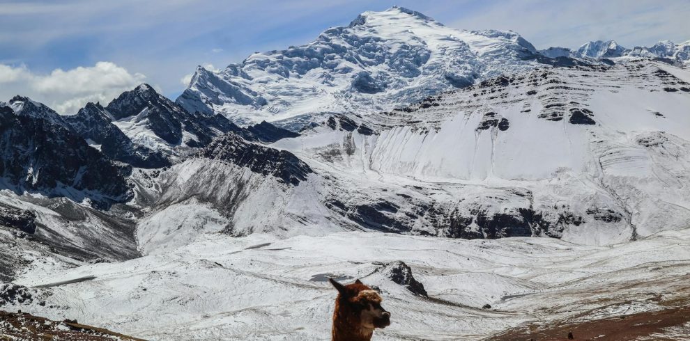 majestic andes mountains with llama