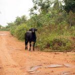 long dirt road in el chaco paraguay with cow on the side of the road