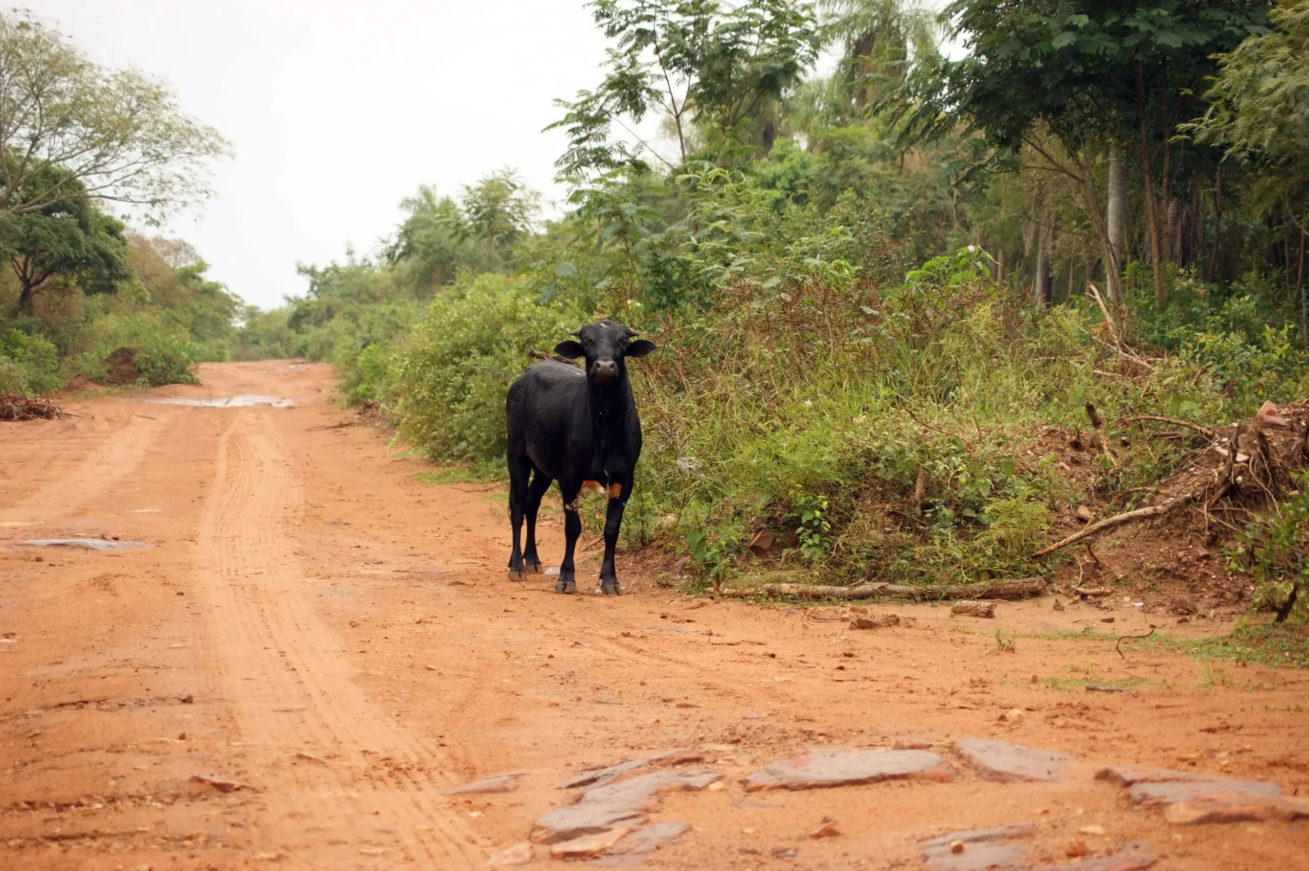 long dirt road in el chaco paraguay with cow on the side of the road